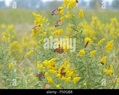 Monarchfalter sammeln auf Goldrute, eine Blume am Seedskadee National Wildlife Refuge 18. September 2015 im Sweetwater County, Wyoming. Stockfoto