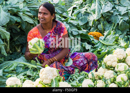 Eine Frau verkauft Blumenkohl auf dem wöchentlichen Gemüsemarkt Stockfoto