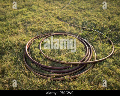 Ein aufgerollter Gartenschlauch in den Rasen in goldenes Licht getaucht Stockfoto