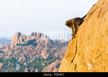 Ein Affe ist Klettern ein Rock in den Ruinen der ehemaligen vijayanagara Empire Stockfoto