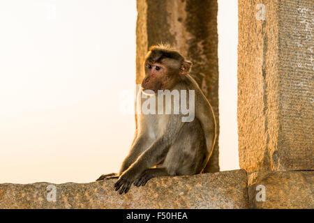 Ein Affe sitzt auf einem Stein in den Ruinen der ehemaligen vijayanagara Empire Stockfoto