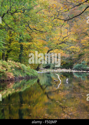 The River Dart in Hembury Woods, Dartmoor, Devon, UK Stockfoto