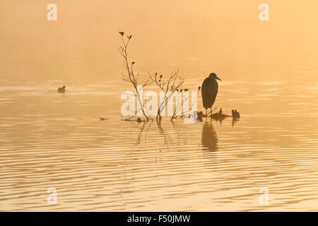 Graureiher (Ardea Cinerea) auf einem Ast in der Mitte eines Sees mit einem Blässhuhn (Fulica Atra) vorbei schwimmen Stockfoto