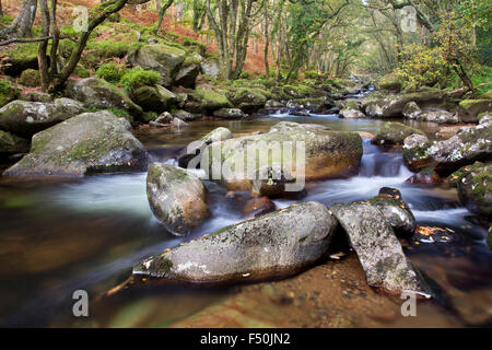 Der Fluß Plym fließt durch Dewerstone Woods im Dartmoor National Park, Devon, UK Stockfoto
