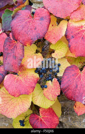 Vitis Coignetiae. Crimson Glory Weinlaub im Herbst. Stockfoto