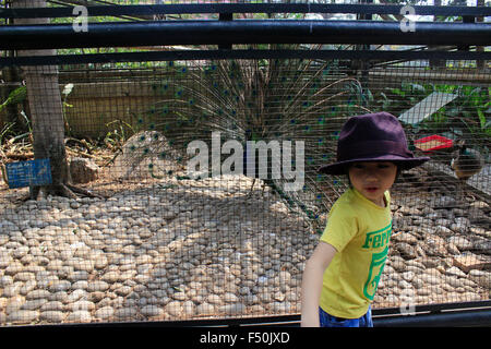 Ost-Jakarta, Indonesien. 25. Oktober 2015. Eine blaue Pfauen (Pavo Cristatus) verbreitet seine Federn, um weibliche Pfauen im Taman Mini Vogelpark, Jakarta zu gewinnen. Pavo Cristatus ist eine Art von Pfauen in Süd-Asien heimisch, aber in vielen anderen Teilen der Welt eingeführt. Blaue Pfauen lebt hauptsächlich auf dem Boden in offenen Wäldern oder auf Anbauflächen wo sie Futter für Beeren, Getreide aber auch Beute auf Schlangen, Eidechsen und kleine Nagetiere. © Risa Krisadhi/Pacific Press/Alamy Live-Nachrichten Stockfoto