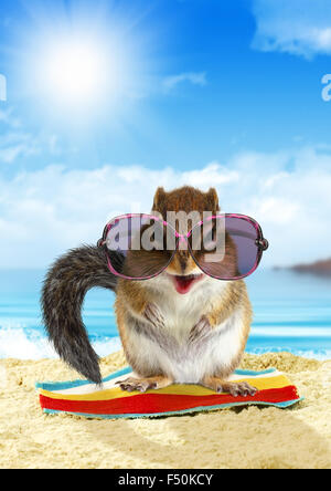 Lustige Tier im Sommerurlaub, Eichhörnchen am Strand mit Sonnenbrille Stockfoto