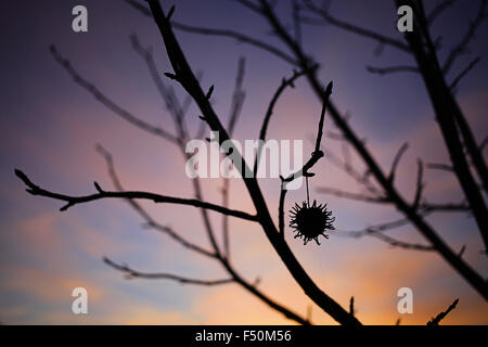 Reife Frucht Samen von Amber Liquidambar Silhouette Stockfoto