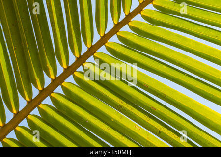 Die feine Struktur eines grünen Palm Leaf, gegen den blauen Himmel gesehen Stockfoto