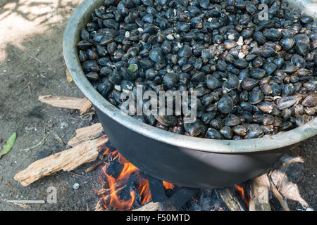 Muscheln sind in einem großen Pott kocht auf offenem Feuer Stockfoto