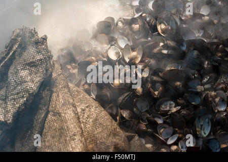 Muscheln sind in einem großen Pott kocht auf offenem Feuer Stockfoto