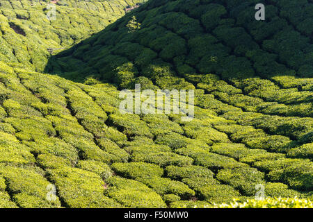 Landschaft mit grünen Tee Büsche, liegt etwa 1600 m über dem Meeresspiegel in den Western Ghats Stockfoto