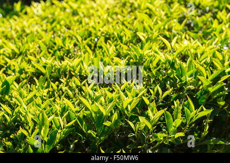 Grüner Tee Büsche, liegt etwa 1600 m über dem Meeresspiegel in den Western Ghats Stockfoto