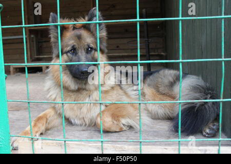 Obdachlose Schäferhund geschlossen in der Zelle Stockfoto