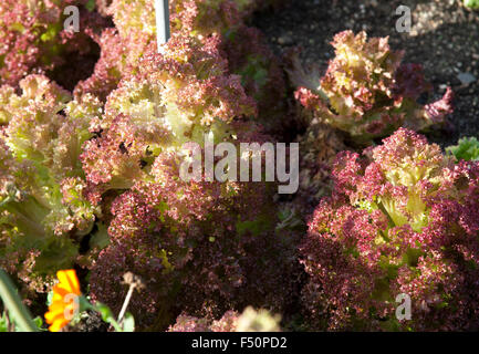 Lollo Rosso Salat in einer irischen Garten wächst Stockfoto