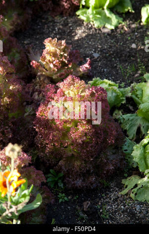 Lollo Rosso Salat in einer irischen Garten wächst Stockfoto