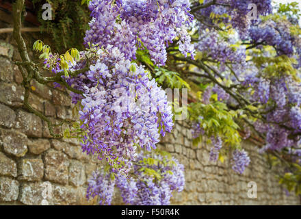 Schöne lila Glyzinie (Wisteria Sinensis) wächst gegen eine Steinmauer im Frühjahr in den Gärten im Loseley Park, Surrey, UK Stockfoto