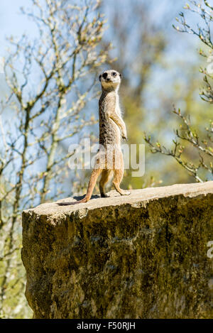 Ein erdmännchen (suricata suricatta) steht auf einem Felsen Stockfoto