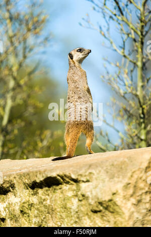 Ein Erdmännchen (Suricata Suricatta) steht auf einem Felsen Stockfoto