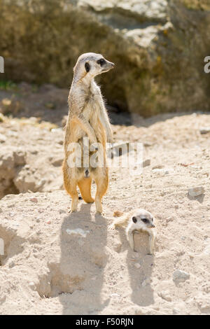 Eine weibliche Erdmännchen (Suricata Suricatta) steht auf dem Boden, ihr Baby liegt neben ihr Stockfoto