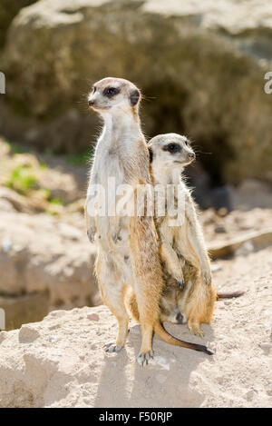 Ein Erdmännchen (Suricata Suricatta) steht auf dem Boden, ein anderes sitzt daneben Stockfoto