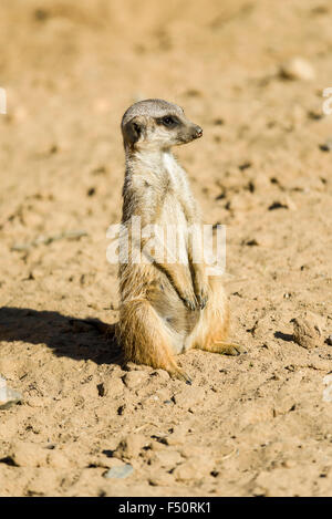 Ein Erdmännchen (Suricata Suricatta) ist auf dem Boden sitzen. Stockfoto