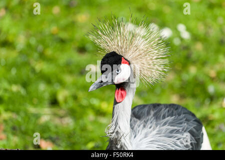 Ein Porträt von einem Grau gekrönter Kran (Balearica Regulorum Gibbericeps), stehend auf einer Wiese Stockfoto