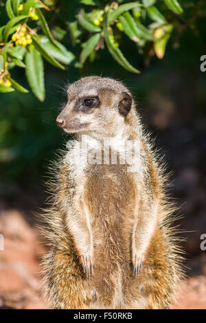 Ein Erdmännchen (Suricata Suricatta) ist auf dem Boden sitzen. Stockfoto