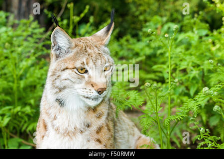 Eine junge weibliche europäische Luchs (Lynx lynx) ist Peering aus dem Gebüsch Stockfoto
