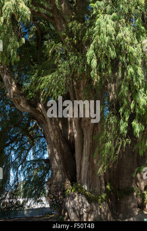 Dieses Tule-Baum von Santa Maria del Tule, Mexiko ist eines der ältesten und größten in der Welt. Stockfoto