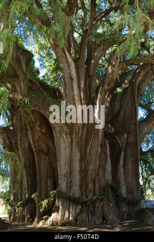 Dieses Tule-Baum von Santa Maria del Tule, Mexiko ist eines der ältesten und größten in der Welt. Stockfoto