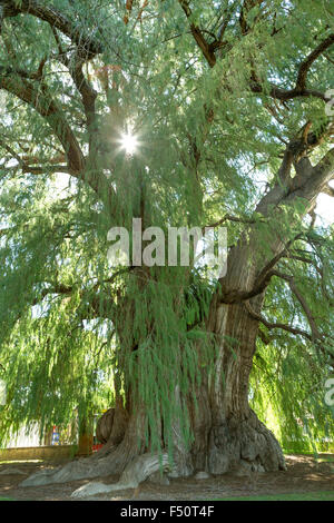 Dieses Tule-Baum von Santa Maria del Tule, Mexiko ist eines der ältesten und größten in der Welt. Stockfoto