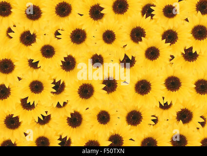 Gelbe Sonnenblumen Blüten strukturierten Hintergrund Stockfoto