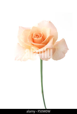 Hell orange rose Blume auf weißem Hintergrund Stockfoto