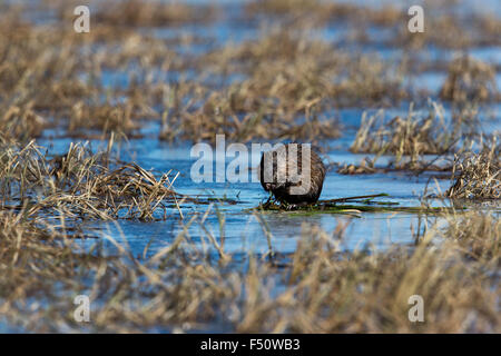 Bisamratte Futtersuche auf einem Wildnis-See in Wisconsin Stockfoto