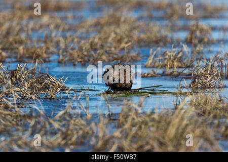 Bisamratte Futtersuche auf einem Wildnis-See in Wisconsin Stockfoto