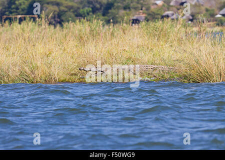 Krokodil sonnte sich am Ufer des Sambesi-Flusses Stockfoto