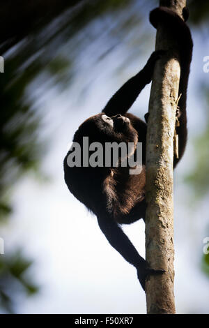 Die Tierwelt Panamas mit einem bedeckten Howler Monkey, Alouatta palliata, im Regenwald des Soberania-Nationalparks, Republik Panama. Stockfoto