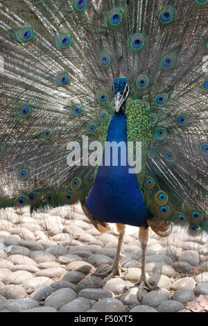 Jakarta, Indonesien. 25. Oktober 2015. Eine blaue Pfauen (Pavo Cristatus) seine Federn, weibliche Pfauen auf der Taman Mini Vogel Park,Jakarta.Pavo Cristatus zu gewinnen ist eine Art von Pfauen, die ursprünglich aus Südasien, aber in vielen anderen Teilen der world.blue, die Pfauen lebt hauptsächlich auf dem Boden in offenen Wäldern oder auf Anbauflächen wo sie Futter für Beeren, eingeführte Körner, sondern auch Beute auf Schlangen , Eidechsen und kleine Nagetiere Credit: Satunggal Hesang Pamarta/Alamy Live News Stockfoto