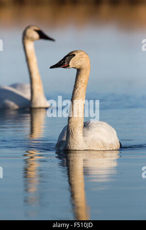 Trompeter Schwan - Crex Wiesen Stockfoto