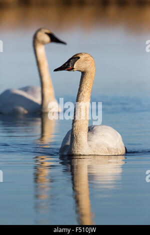 Trompeter Schwan - Crex Wiesen Stockfoto