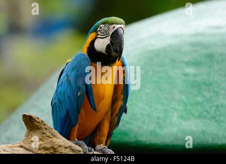 schöne blau-gelbe Ara (Ara Ararauna), auch bekannt als der blau und Gold Ara Stockfoto