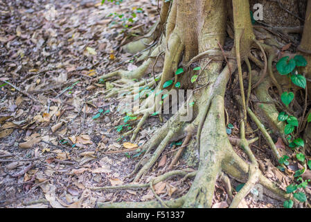 Die Wurzeln der Bäume im Wald. Grün Stockfoto