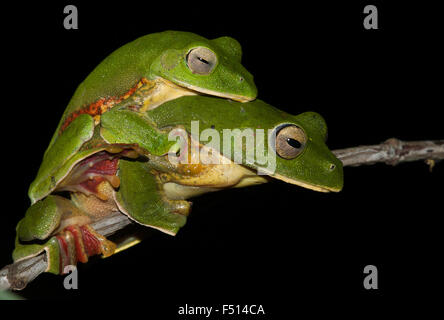 Das Bild von Malabar gleiten Frosch (Rhacophorus Malabaricus) aufgenommen in Amboli Ghta, Maharashtra, Indien Stockfoto