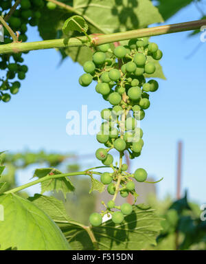 Haufen von unreifen grünen Trauben von den Reben hängen. Stockfoto