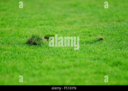 Detail mit Stücken von beschädigten Rasen auf einem Fußballfeld erschossen Stockfoto