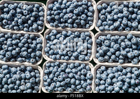 Heidelbeeren im Taschenbuch Boxen stehen zum Verkauf auf dem Wochenmarkt neben der Elbe angeboten Stockfoto