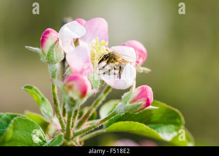 Blüten der Apfelsorte gala Blühen, eine Honigbiene (Apis mellifera) sitzt auf einer von Ihnen Stockfoto