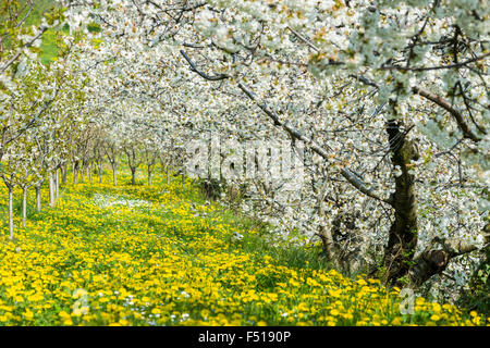Blühende Kirschbäume wachsen auf eine grüne Wiese mit gelben Blumen Stockfoto