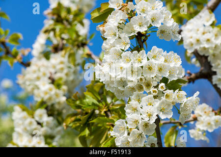 Blooming cherry tree mit vielen weißen Blüten, gegen den blauen Himmel gesehen Stockfoto